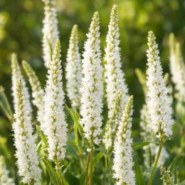 Persicaire 'Alba' (Persicaria amplexicaulis) — grappes florales dressées blanches parmi un feuillage vert · Photo d'illustration