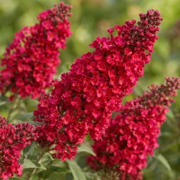 Buddleia 'Butterfly candy little ruby' (Buddleja davidii) — grappes de petites fleurs rouges en gros plan