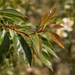 Camelia (Camelia tsaii) — rameau avec feuilles lancéolées vertes et bronze · Photo d'illustration