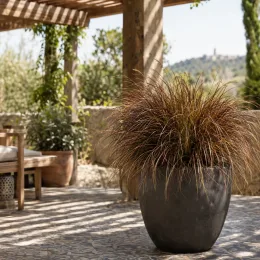 Laîche à flagelles 'Bronzita' (Carex flagellifera) — touffe de graminée en pot sur terrasse ensoleillée · Photo d'illustration