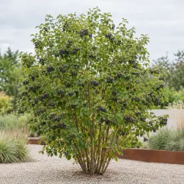 Amélanchier à feuille d'aulne 'Thiessen' (Amelanchier alnifolia) — arbuste buissonnant couvert de petites baies foncées · Photo d'illustration