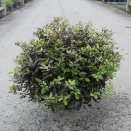 Pittospore 'Tom thumb' (Pittosporum tenuifolium) — arbuste arrondi en pot sur allée bétonnée · Pot 7.5L