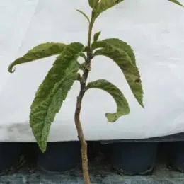 Néflier du japon (Eriobotrya japonica) — jeune arbuste élancé au feuillage allongé en pot · Pot 3L