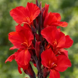Balisier pourpre 'Triomphe' (Canna × generalis) — grappe dense de grandes fleurs rouges