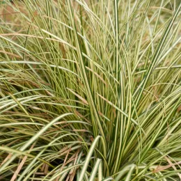 Carex