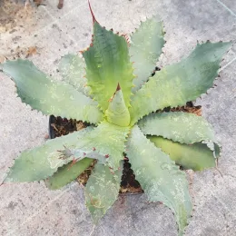 Agave 'Vereschaffeltii' (Agave potatorum) — rosette charnue aux feuilles épineuses vert bleuté · Pot 2.5L