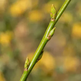 Corête du japon à fleurs doubles 'Pleniflora' (Kerria japonica) — gros plan sur tige verte et bourgeons