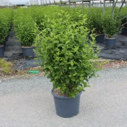 Althéa 'White chiffon' (Hibiscus syriacus) — arbuste dense en pot dans une pépinière · Pot 15L