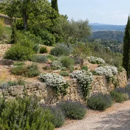 Ibéris toujours vert 'Piece' (Iberis master) — massifs fleuris retombant sur muret en pierres · Photo d'illustration