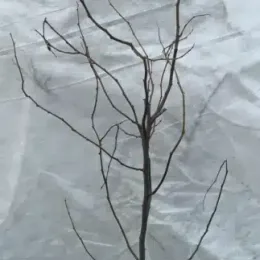 Cognassier d'angers 'Angers' (Cydonia oblonga) — jeune arbre défeuillé en pot de culture · Pot 2L Baliveau