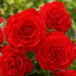 Bégonia 'Non stop ecarlate' (Begonia) — gros plan de grandes fleurs rouges doubles