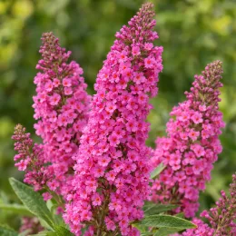 Buddleia 'Butterfly candy little bubblegum' (Buddleja davidii) — gros plan sur longs épis de fleurs roses