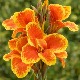 Canna — gros plan sur fleurs orange bordées de jaune · Photo d'illustration