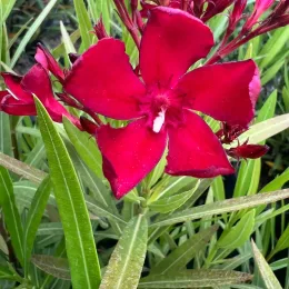 Laurier rose 'N° 6' (Nerium oleander) — gros plan sur une fleur rouge vif, photo 2