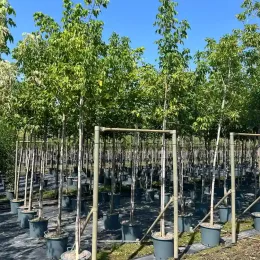 Érable à feuilles de frêne (Acer negundo) — alignement de jeunes arbres tuteurés en pépinière · Pot 30L Tige 10/12