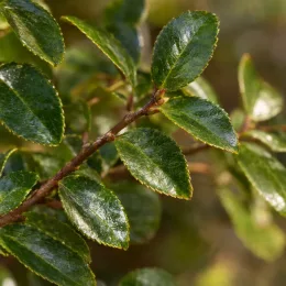 Camelia 'No kaori' — gros plan sur feuillage vert luisant · Photo d'illustration