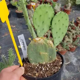 Cactée (Opuntia bentonii) — cactus vert en pot de culture, gros plan · Pot 2.5L