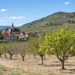 Pistachier vrai 'Randy' (Pistacia vera) — verger d'arbres bas devant village alsacien