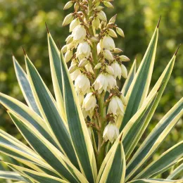 Yucca 'Variegata' (Yucca gloriosa) — grappes de clochettes crème au-dessus de feuilles panachées · Photo d'illustration