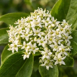 Cornouiller du canada (Cornus canadensis) — ombelle de petites fleurs blanches étoilées · Photo d'illustration