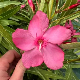 Laurier rose 'Margaritha' (Nerium oleander) — gros plan de grande fleur rose tenue à la main