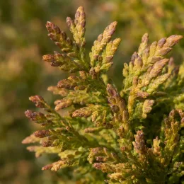 Thuya d'orient 'Compacta aurea nana' (Thuja orientalis) — gros plan de ramilles aux écailles serrées