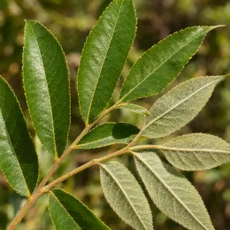 Pacanier blanc (Carya tomentosa) — gros plan sur feuilles composées vertes et duveteuses · Photo d'illustration