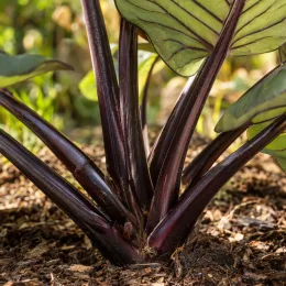 Oreille d'éléphant 'Pharaohs mask' (Colocasia esculenta) — tiges pourpres dressées sortant du sol de jardin
