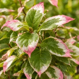 Kiwi arctique 'Adam' (Actinidia kolomita) — feuillage panaché vert blanc bordé de rose · Photo d'illustration