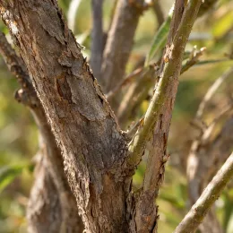 Arbre aux papillons de lindley (Buddleia lindleyana) — gros plan sur tronc et rameaux ligneux · Photo d'illustration