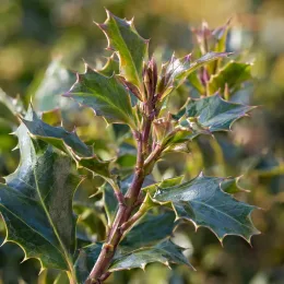Houx arbustif femelle 'Blue princess' (Ilex × meserveae) — gros plan sur rameau aux feuilles épineuses · Photo d'illustration
