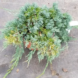 Genévrier rampant 'Wiltonii' (Juniperus horizontalis) — conifère tapissant au feuillage dense en pot · Pot 3L