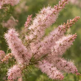 Tamaris de printemps rose (Tamarix africana) — grappes de fines fleurs roses duveteuses · Photo d'illustration