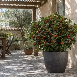 Aucuba du japon 'Rozannie' (Aucuba japonica) — arbuste persistant en pot sur terrasse aménagée · Photo d'illustration
