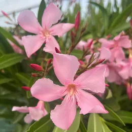 Laurier rose 'Magaly' (Nerium oleander) — fleurs roses ouvertes et boutons sur feuillage vert