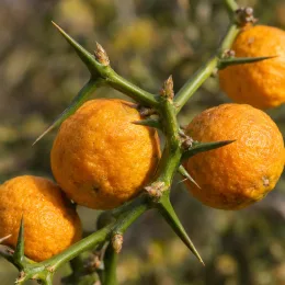 Orange trifoliée pomeroy 'Pomeroy' (Poncirus trifoliata) — gros plan de fruits orange sur rameaux épineux