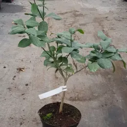 Citron meyer sanguin 'Var. sanguine' (Citrus meyeri) — jeune arbuste en pot sur allée de pépinière · Pot 5L Tige