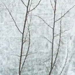 Argousier 'Askola ♀' (Hippophae rhamnoides) — jeune arbuste caduc ramifié sans feuilles · Pot 3L Touffe