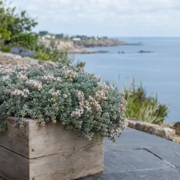 Orpin d'espagne 'Blue carpet' (Sedum hispanicum) — coussin dense de petites pousses fleuries en bac bois · Photo d'illustration