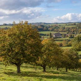 Châtaigner 'Marradi' (Castanea marron) — alignement d’arbres dans un paysage vallonné