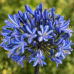 Agapanthe 'Graphite blue' (Agapanthus) — gros plan d’une ombelle de fleurs bleues · Photo d'illustration