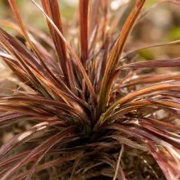 Laîche à flagelles 'Bronzita' (Carex flagellifera) — touffe dense de feuillage rubané brun cuivré · Photo d'illustration