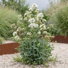 Troène de californie 'Albus' (Centranthus ruber) — touffe florale blanche dans massif de graviers · Photo d'illustration