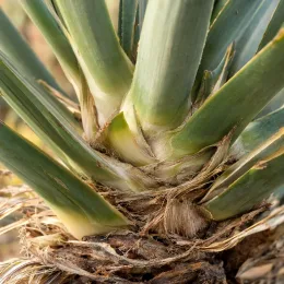 Yucca whipplei (Hesperoyucca whipplei) — gros plan sur base des feuilles imbriquées · Photo d'illustration