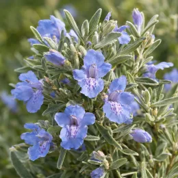 Westringia 'Bleu' (Westringia fruticosa) — fleurs bleu lavande sur feuillage vert grisâtre