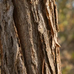 Pacanier aquatique (Carya aquatica) — gros plan sur écorce brune crevassée · Photo d'illustration