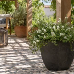 Menthe des cerfs 'Alba' (Mentha cervina) — plante fleurie en pot sur terrasse carrelée · Photo d'illustration