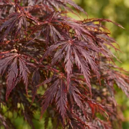 Érable du japon 'Diss. atropurpureum' (Acer palmatum) — gros plan sur feuillage finement découpé pourpre