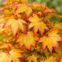 Érable du japon (Acer orientalia) — feuilles découpées jaune orangé bordées de rouge · Photo d'illustration