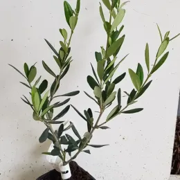 Olivier d'europe 'Lucques' (Olea europaea) — jeune plant ramifié au feuillage vert en pot · Godet